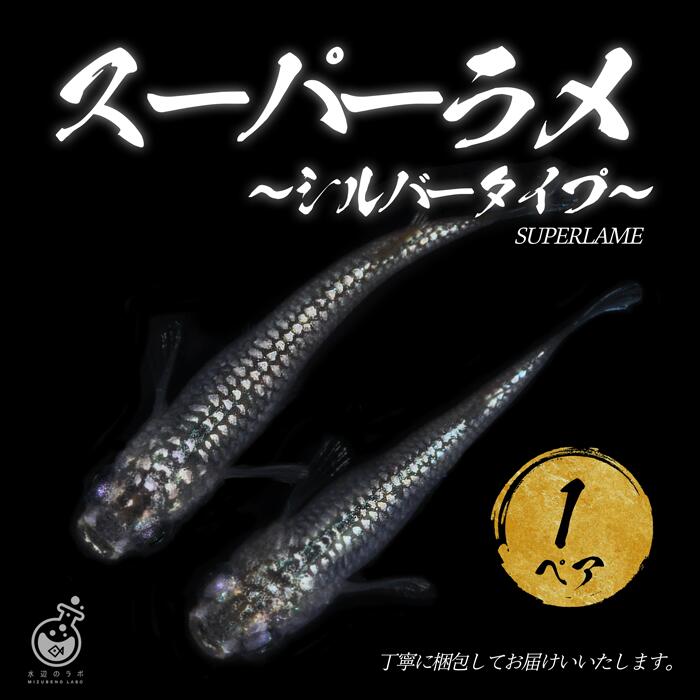 スーパーラメ成魚1ペアオス1匹メス...