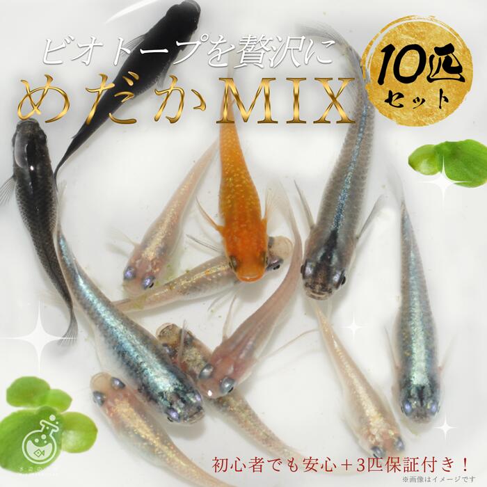 【淡水魚】【通販】爆安 No10 コリドラス ビファシアータス タパジョス産 ワイルド【個体販売】(±7cm)（生体）（熱帯魚）NKCR