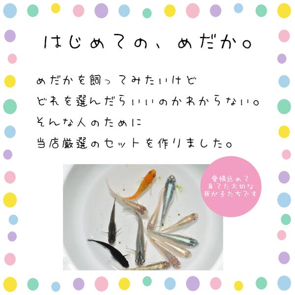 【送料無料】 お楽しみ高級メダカセット 13匹〜40匹 【オスメスペア保証】自由研究 メダカ 販売 MIX 水草 メダカ 観賞魚 初心者 品種 種類 人気 ビオトープ 生体 観賞魚 販売 初心者 人気 水槽 飼育 メダカセット 餌 容器 ヒーター 室内 ミックス 3