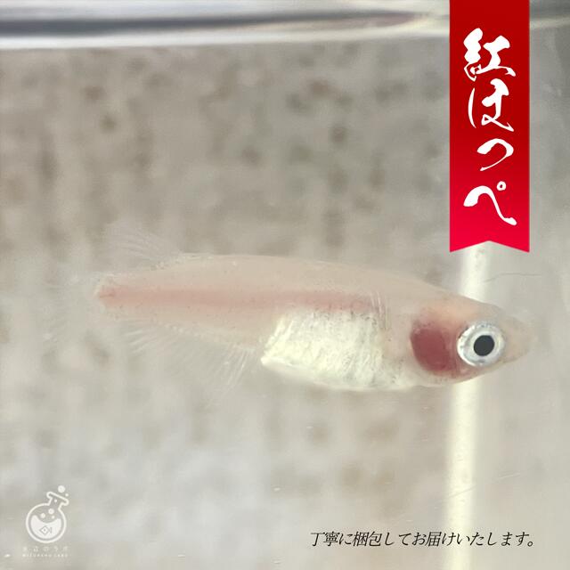 【かわいい】女性人気NO.1 紅ほっぺ 自由研究 メダカ 販売 MIX 水草 メダカ 観賞魚 初心者 品種 種類 人気 ビオトープ 生体 観賞魚 販売 初心者 人気 水槽 飼育 メダカセット 餌 容器 ヒーター…