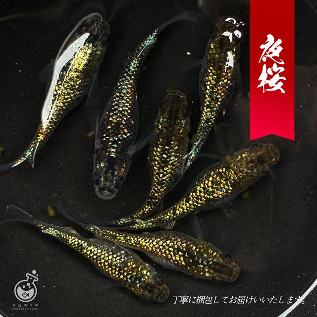 【ラメといえばこの品種】夜桜 自由研究 メダカ 販売 MIX 水草 メダカ 観賞魚 初心者 体外光 品種 種類 人気 ビオトープ 生体 観賞魚 販売 初心者 人気 水槽 飼育 メダカセット 餌 容器 ヒータ…