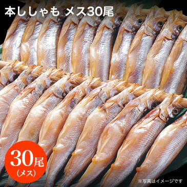 【送料無料】【税込】本ししゃも＜メス30尾＞【冷凍】【代引不可】北海道/産地直送＜★＞