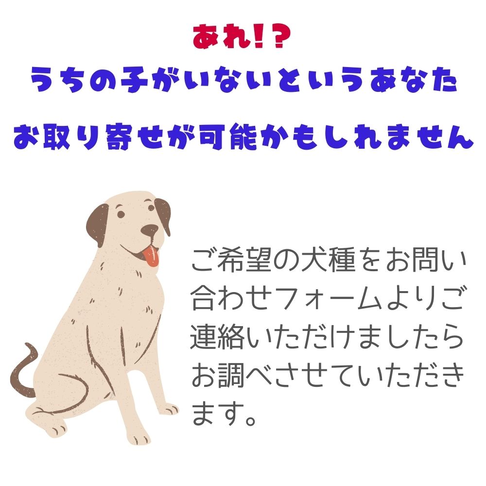 英語版 プレート 犬がいます 屋外ok 高級感 錆びないアルミ製 店内3点以上で500円オフ 犬種別 猛犬注意の看板 Lサイズ サインボード ビンテージ風 アフガンハウンド セントバーナード ダックスフンド チャウチャウ ゴールデン グレイハウンド シェパード ダルメシアン
