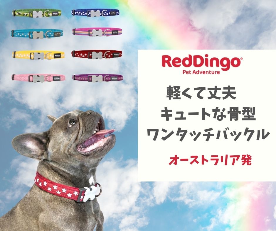 [2点で20%オフ] 犬用 首輪 SMサイズ 小型犬 中型犬 デザイン 犬用 ベーシック首輪 ワンタッチバックル Reddingo レッドディンゴ おしゃれ 軽い