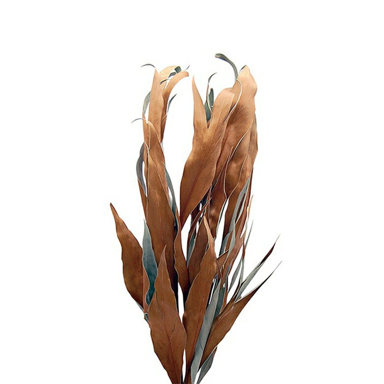 グレビレア ゴールド ナチュラル