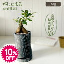 【スーパーセール10%OFF】 ガジュマル 観葉植物 小さい ミニ フィカス 黒ロング陶器鉢 4号 ラッピング無料 がじゅまる ガジュマルの木 おしゃれ 誕生日 敬老 ギフト プレゼント お祝い 送料無料
