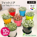 【スーパーセール10%OFF】 観葉植物 小さい フィットニア 選べる葉色 3.5号 選べる カラープラスチック鉢 おしゃれ 人気 小さい 鉢植え お祝い 誕生日 敬老 ギフト プレゼント 開店祝 引越祝 新築祝 インテリア 送料無料