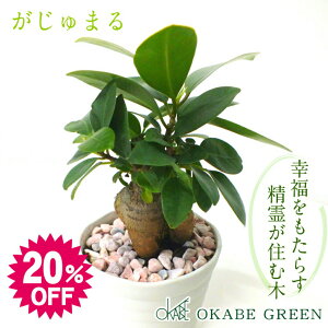 【スーパーセール20%OFF】 観葉植物 ガジュマル フィカス 白セラアート鉢 3号 ピンク石付 受皿付 小さい おしゃれ 開店祝い 鉢植え 花言葉 多幸の木 誕生日 母の日 ギフト プレゼント がじゅまる 開店祝い 新築祝い お祝い 送料無料