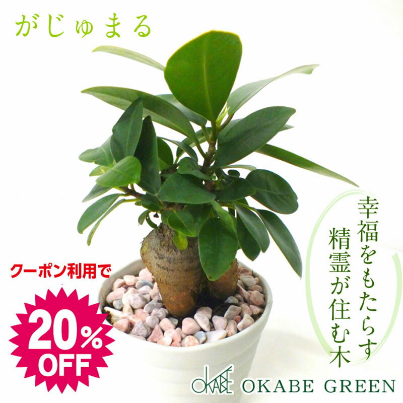 【スーパーセール20％OFFクーポン配布中】 父の日 ギフト プレゼント 観葉植物 ガジュマル フィカス 白セラアート鉢 3号 ピンク石付 受皿付 小さい おしゃれ 開店祝い 鉢植え 花言葉 多幸の木 …