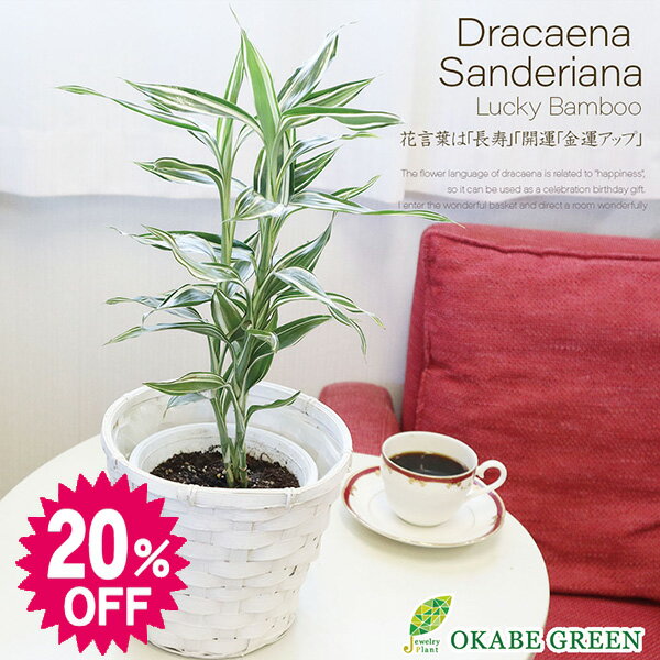 【20%OFF8日(金)20:00~20:59】 【3鉢限定】 観葉植物 ドラセナ サンデリアーナ 5号 白竹鉢カバー おしゃれ お祝い 誕生日 母の日 ギフト プレゼント 開店祝い 引越祝いインテリア 送料無料のサムネイル
