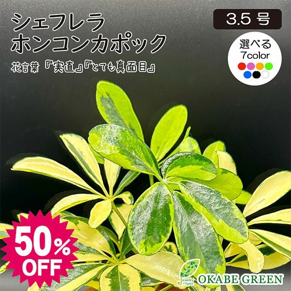 観葉植物 小さい シェフレラ ホンコンカポック 3.5号 イエロー斑入り 選べる カラープラスチック鉢 ラッピング無料 ミニ ヤドリフカノキ おしゃれ 鉢植え 人気 お祝い 誕生日 敬老 ギフト プレゼント 送料無料 黒2