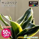 【クーポン利用で50%OFF】 観葉植物 小さい サンスベリア ミニ 3.5号 選べる色 カラープラスチック鉢 ラッピング無料 多肉植物 ミニ観葉植物 サンセベ...