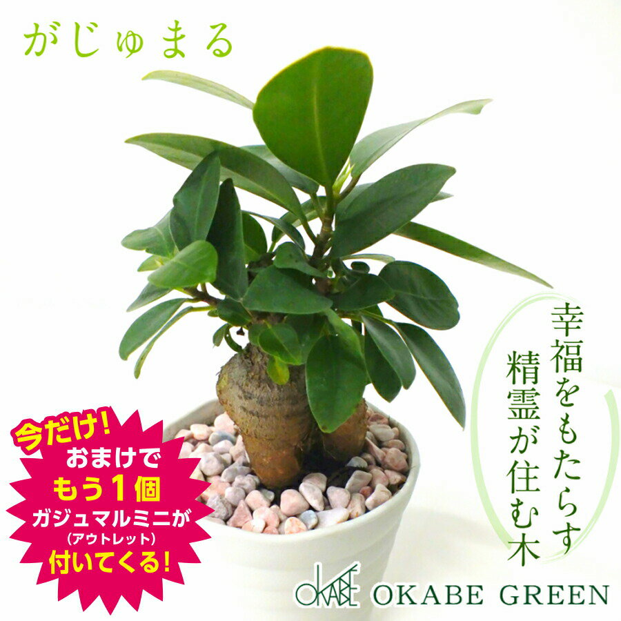 【秋衣替え企画10/10〜31だけ期間限定アウトレット付き】 観葉植物 ガジュマル フィカス 白セラアート鉢 3号 ピンク石付 受皿付 小さい おしゃれ 鉢植え 花言葉 多幸の木 誕生日 お中元 ギフト プレゼント がじゅまる 開店祝い 新築祝い お祝い