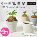 【店内全品ポイント2倍】 母の日 鉢植え ギフト プレゼント 観葉植物 小さい 富貴蘭 風蘭 蘭 エコポット 選べる色 ラッピング無料 黒受皿付 麒麟丸 玉金剛...