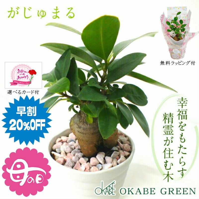 楽天市場】ガジュマル 沖縄(観葉植物|花・観葉植物):花 楽天市場】ガジュマル 沖縄(観葉植物|花・観葉植物):花
