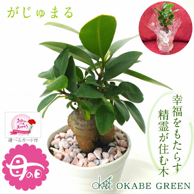 母の日 ギフト プレゼント 観葉植物