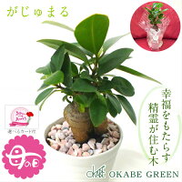 【GW限定クーポン配布中】 母の日 ギフト プレゼント 観葉植物 ガジュマル フィカ...