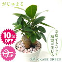 ミニ観葉植物 【母の日早期特典10％OFFクーポン30日23:59まで】 母の日 ギフト プレゼント 観葉植物 ガジュマル フィカス 白セラアート鉢 3号 ピンク石付 受皿付 小さい おしゃれ 開店祝い 鉢植え 花言葉 多幸の木 誕生日 がじゅまる 新築祝い お祝い 送料無料 [白2]