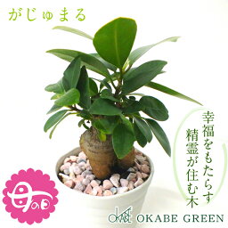 観葉植物 【GW限定クーポン配布中】 母の日 ギフト プレゼント 観葉植物 ガジュマル フィカス 白セラアート鉢 3号 ピンク石付 受皿付 小さい おしゃれ 開店祝い 鉢植え 花言葉 多幸の木 誕生日 がじゅまる 新築祝い お祝い 送料無料 [白2]