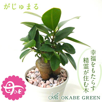 【GW限定クーポン配布中】 母の日 ギフト プレゼント 観葉植物 ガジュマル フィカス 白セラアート鉢 3号 ピンク石付 受皿付 小さい おしゃれ 開店祝い 鉢植え 花言葉 多幸の木 誕生日 がじゅま...