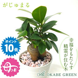 ミニ観葉植物 【マラソン期間中P10倍】 母の日 ギフト プレゼント 観葉植物 ガジュマル フィカス 白セラアート鉢 3号 ピンク石付 受皿付 小さい おしゃれ 開店祝い 鉢植え 花言葉 多幸の木 誕生日 母の日 ギフト プレゼント がじゅまる 開店祝い 新築祝い お祝い 送料無料