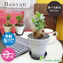 【早割5%OFF26日9:59まで】 母の日 ギフト プレゼント 観葉植物 ガジュマル フィカス 4号 エコポット鉢 黒皿付 黒デコジャリ付 受皿付 小さい おしゃれ 開店祝い 鉢植え 花言葉 多幸の木 誕生日 母の日 プレゼント がじゅまる 開店祝い 新築祝い お祝い 送料無料 [黒2]