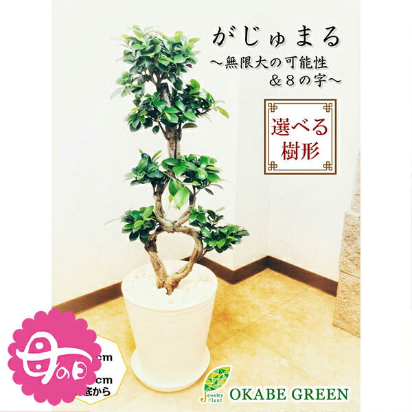 母の日 ギフト プレゼント 観葉植物