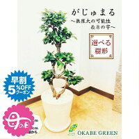 母の日 ギフト プレゼント 観葉植物 ガジュマル フィカス 8の字 8号 白セラアート...