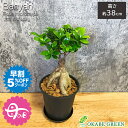 【早割5%OFF26日9:59まで】 母の日 ギフト プレゼント 観葉植物 ガジュマル フィカス 選べるサイズ 4号 5号 黒プラスチック鉢 受皿付 ベラボン おしゃれ 開店祝い 鉢植え 花言葉 多幸の木 誕生日 母の日 ギフト プレゼント がじゅまる 開店祝い 新築祝い お祝い 送料無料