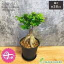 母の日 ギフト プレゼント 観葉植物