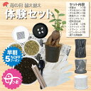 【早割5%OFF26日9:59まで】 【5000円ポッキリ】 母の日 ギフト プレゼント 観葉植物 植え替え 体験 土セット まとめ買い お手軽 簡単に植え替え出来る ガジュマル 肥料 IB化成 培養土 底ネット ボラ石 底石 送料無料 [植え替えオプション]