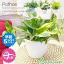 【早割5%OFF26日9:59まで】 母の日 ギフト プレゼント 観葉植物 ポトス グリーン ライム マーブル 素敵なプラスチック鉢 吊り棒付 取り外し可能 受皿付 おしゃれ 開店祝い 鉢植え 人気 お祝い 誕生日 母の日 ギフト プレゼント 贈り物 インテリア 送料無料