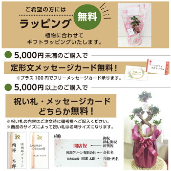 アガベ オバティフォリア 素敵 10号 現品 黒セラアート鉢 観葉植物 多肉植物 受皿付 観葉植物 大型 レア 母の日 父の日 ギフト 鉢植え 地植え 新種 レア お祝い 誕生日プレゼント かっこいい 大切な人への贈り物 インテリア 素敵 送料無料 岡部グリーン有限会社アガベ アガベ オバティフォリア 素敵 10号 現品 黒セラアート鉢 観葉植物 多肉植物 受皿付 観葉植物 大型 レア 母の日 父の日 ギフト 鉢植え 地植え 新種 レア お祝い 誕生日プレゼント かっこいい 大切な人への贈り物 インテリア 素敵 送料無料 岡部グリーン有限会社アガベ