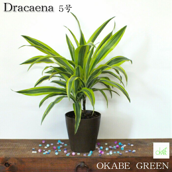 【マラソンお得クーポン配布中】 観葉植物ドラセナ ワーネッキ レモンライム 黒プラスチック鉢 受皿付 おしゃれ 敬老 ギフト プレゼント 鉢植え 人気 お祝い 誕生日 贈り物 インテリア 送料無料のサムネイル