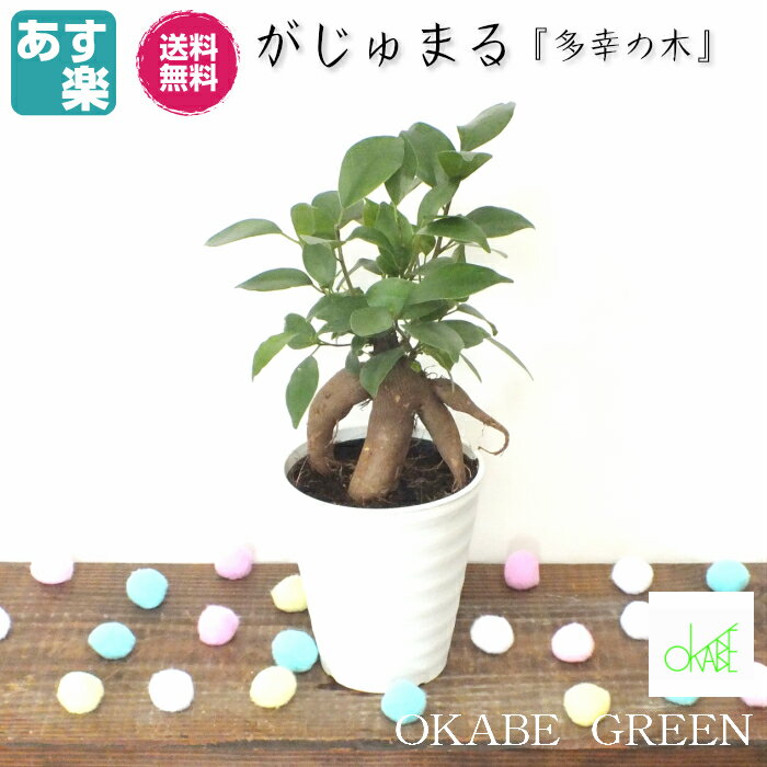 【クーポン配布中】母の日 プレゼント ギフト 鉢植え 2020 ガジュマル 4号 白セラアート鉢  観葉植物  鉢植え お祝い 誕生日プレゼント 開店祝 引越祝 大切な人への贈り物  【受皿付き】 インテリア ディスプレイ 素敵 送料無料 母の日ギフト 母の日 ギフト おしゃれ