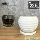 【店内全品ポイント2倍】 母の日 鉢植え ギフト プレゼント 観葉植物 鉢 おしゃれ 陶器鉢 8号 丸陶器 ソーサー付 選べるカラー ホワイト ブラック 鉢植え...