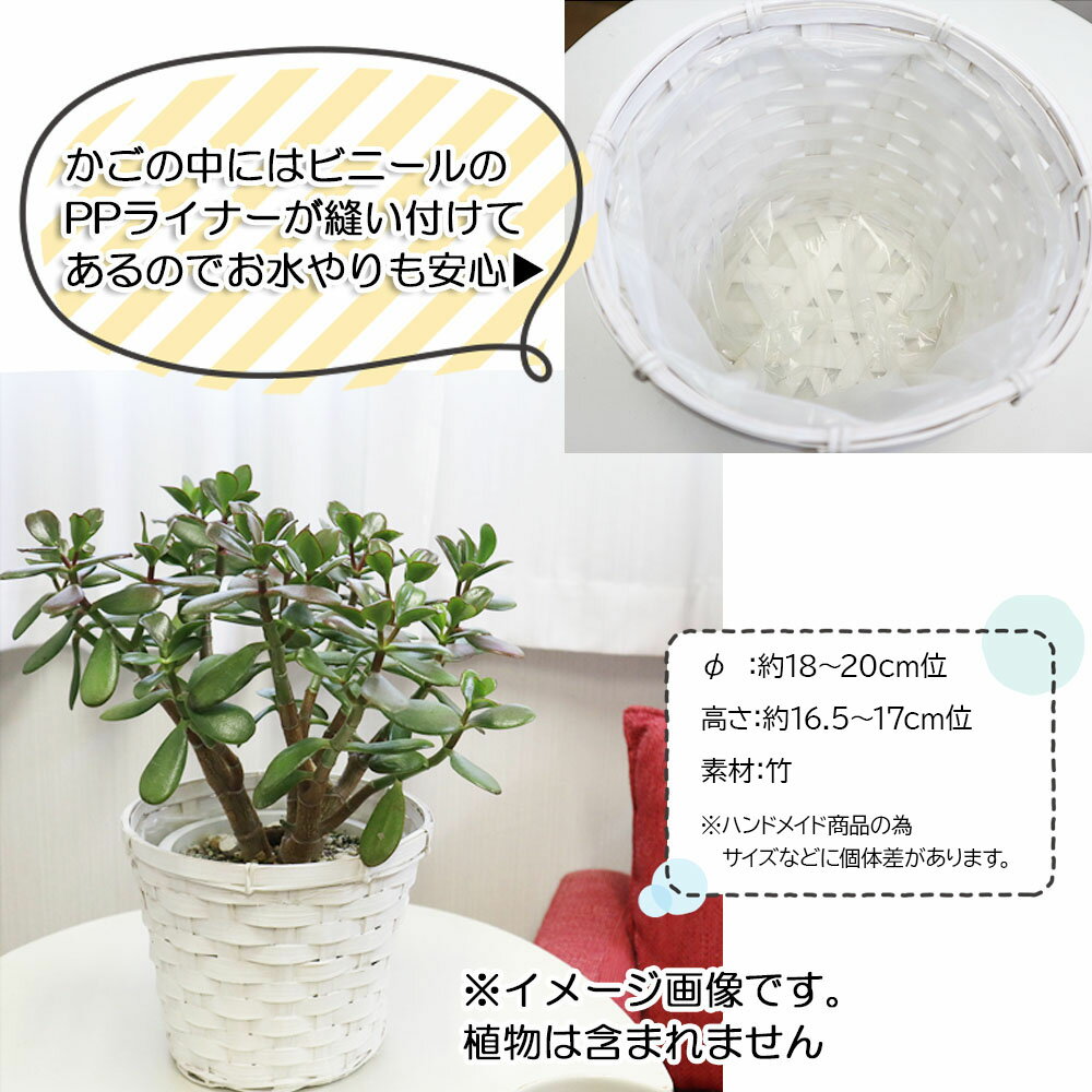 【2個同時購入5％OFFクーポン配布中】 観葉植物 鉢カバー おしゃれ 5号用 白竹鉢カ...