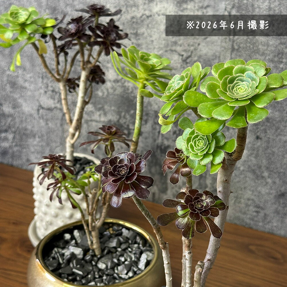 【2個同時購入5％OFFクーポン配布中】 観葉植物 お中元 【希少品種】 アエオニウム...
