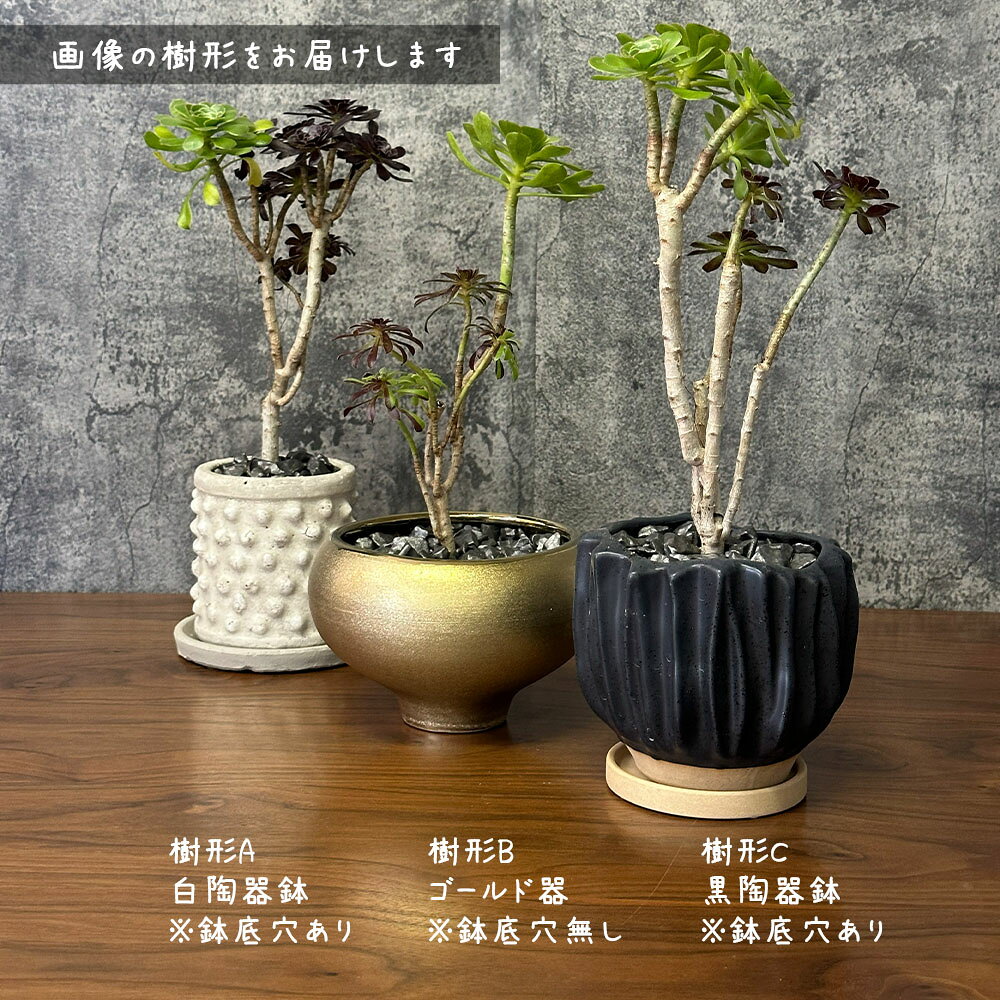 【2個同時購入5％OFFクーポン配布中】 観葉植物 お中元 【希少品種】 アエオニウム...