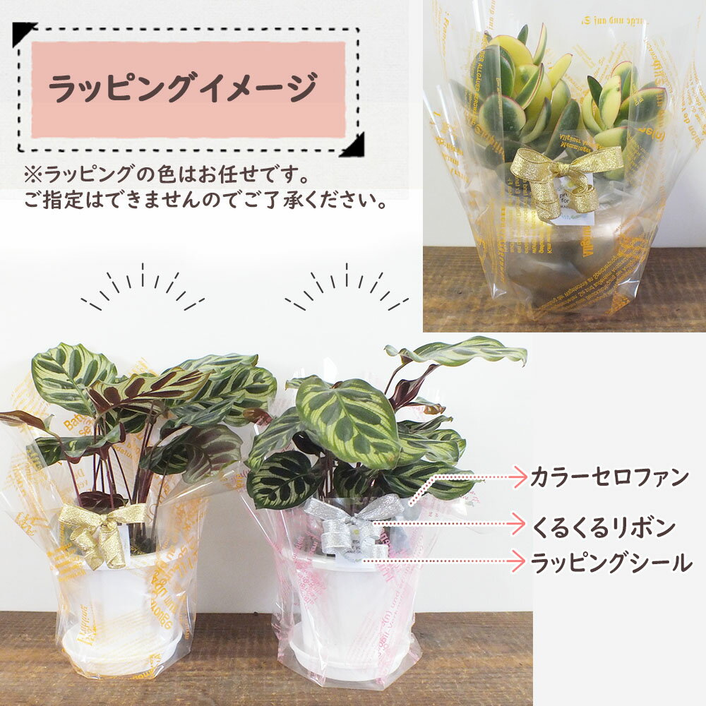 【店内全品2個同時購入10％OFFクーポン配布中】 【有料ラッピングサービス】 5〜6号鉢用 ミニ ラッピング 包装 贈り物 誕生日 包装 御祝 お祝い お歳暮 [オプション] 送料無料