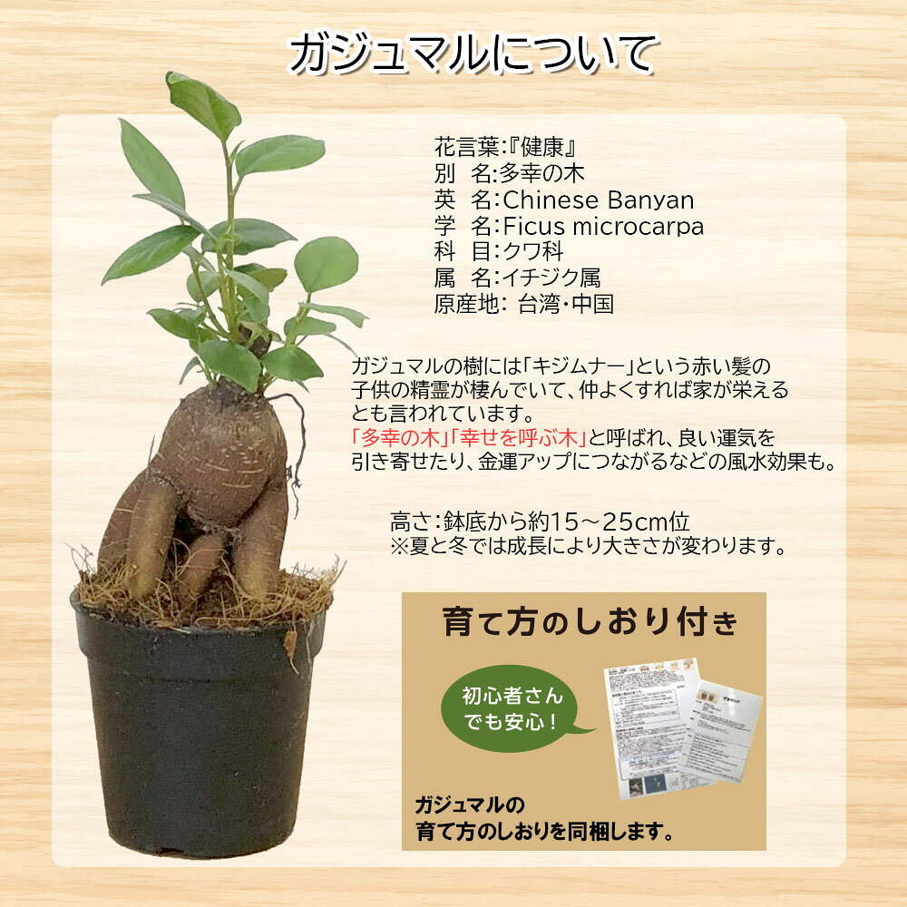 観葉植物 土 室内用 植え替え 【植え替え体験セット】 土セット 培養土 ガジュマル...