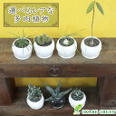 【店内全品ポイント2倍】 母の日 鉢植え ギフト プレゼント 観葉植物 小さい 小さい レア 希少品種 多肉植物 3.5号 白黒陶器鉢 ラッピング無料 受皿付 ...