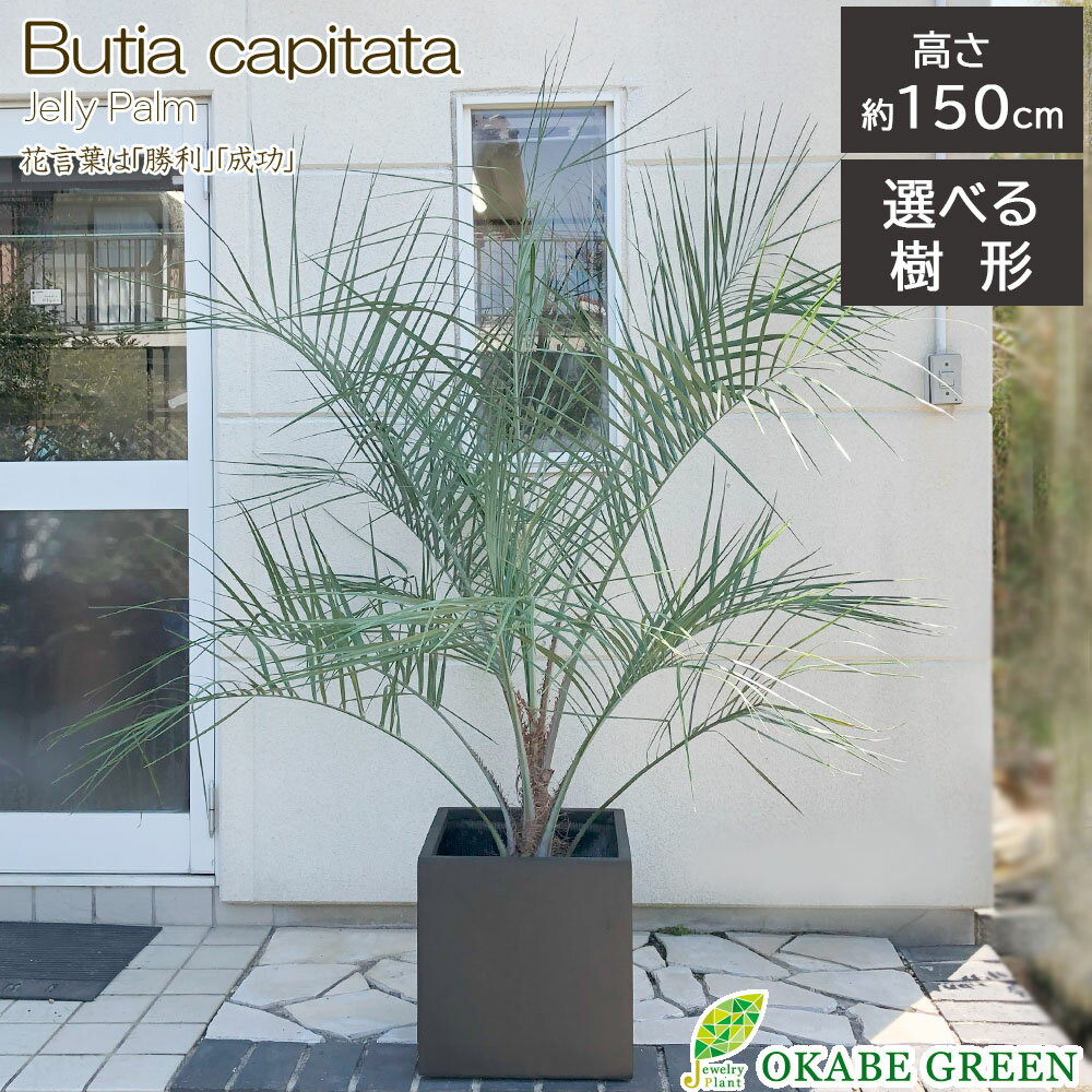 観葉植物 大型 屋外 ココスヤシ 10号 【選べる樹形】 エイリアス キューブ 鉢直径40cm 現品 大型 贈り物 おしゃれ 鉢植え お祝い ロックガーデン 地植え ギフト プレゼント 開店祝 新築祝い インテリア 送料無料