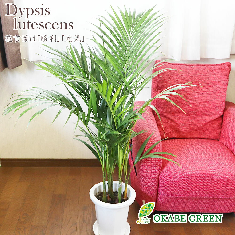 【2個同時購入5％OFFクーポン配布中】 観葉植物 大型 アレカヤシ 7号 白プラスチック鉢 ラッピ ...