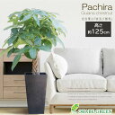 【店内全品ポイント2倍】 母の日 鉢植え ギフト プレゼント 観葉植物 大型 パキラ 7号 アートストーンカバー ラッピング無料 受皿無し 軽量 樹脂製 おしゃ...