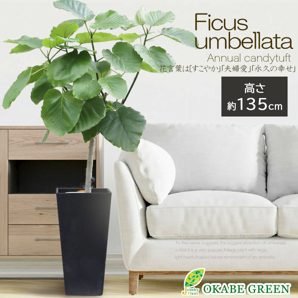 【店内全品5%OFFクーポン配布中】 観葉植物 大型 ウンベラータ 7号 選べる樹形 【現品】 アートストーンカバー 受皿無し ラッピング無料 軽量 樹脂製 おしゃれ 鉢植え 人気 お祝い 誕生日 お歳暮 ギフト プレゼント 贈り物 インテリア 送料無料