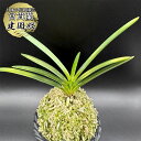 富貴蘭 風蘭 蘭 建国殿 【現品】 人気高騰中 T536 フウキラン フウラン 送料無料 風蘭