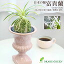 【店内全品2個で10%OFFクーポン配布】 富貴蘭 風蘭 蘭 富嶽 2本立 ピンクトロフィー器 ラッピング無料 白花 鉢植え 珍しい おしゃれ 小さい 選べる ...
