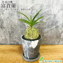 【店内全品2個で10%OFFクーポン配布】 観葉植物 小さい 富貴蘭 風蘭 蘭 グレー陶器鉢 ラッピング無料 ソーサー付 黄西香 黄色花 鉢植え 珍しい おしゃ...