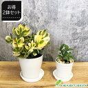 観葉植物 【お得2鉢セット】 福袋 人気 約4,660円相当の観葉植物 金のなる木 斑入り 黄金花月 4号 ガジュマル フィカス3号 小さい 開運 お年玉 受皿付 おしゃれ 鉢植え 人 インテリア 送料無料